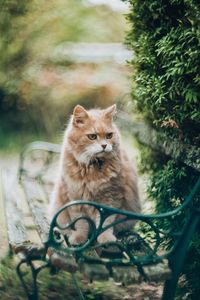 Big ginger cat sitting in the garden with bokeh background happy pet life concept beautiful siberian