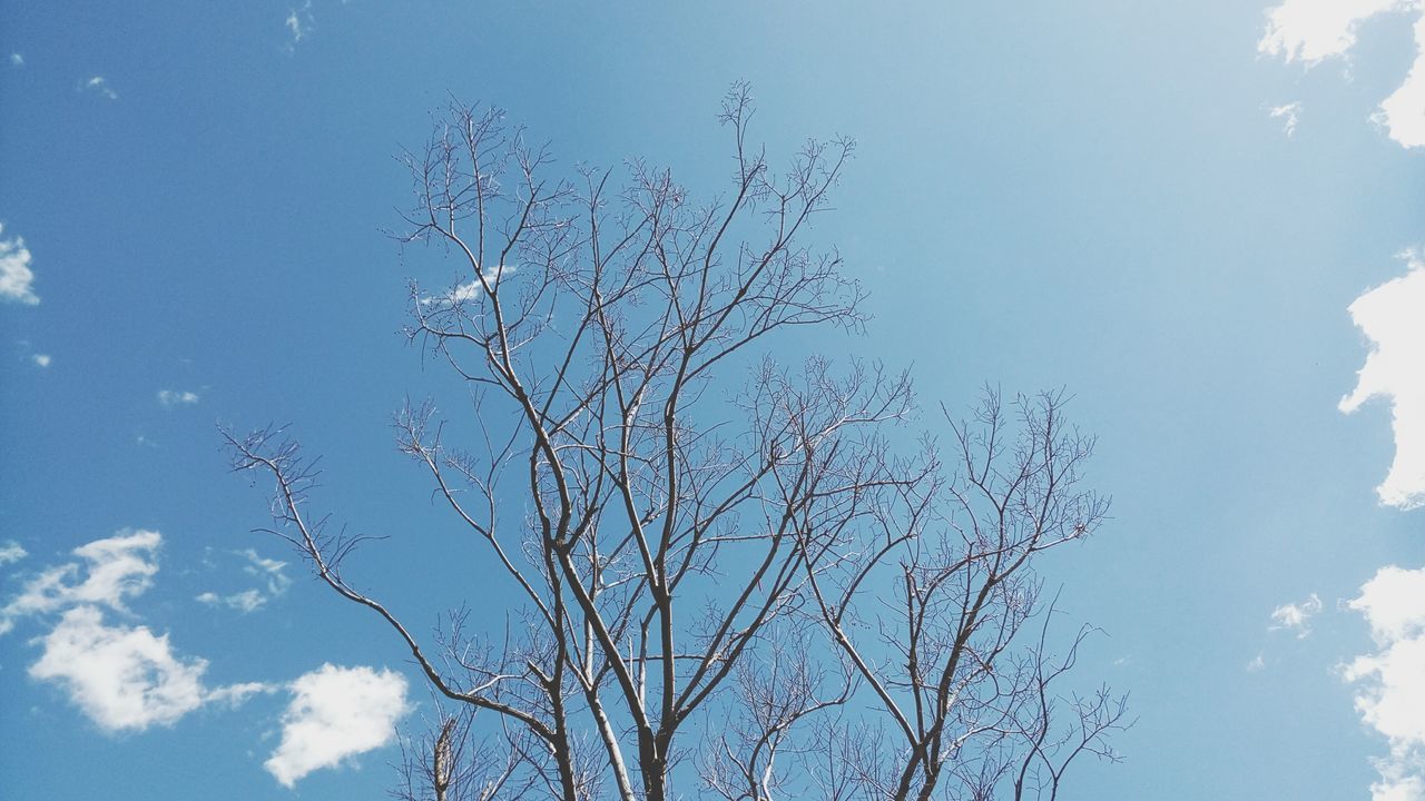 low angle view, sky, tree, branch, blue, nature, beauty in nature, bare tree, growth, tranquility, cloud - sky, high section, day, outdoors, cloud, no people, scenics, sunlight, silhouette, treetop