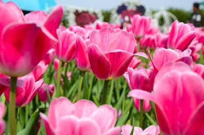Close-up of pink flowers blooming outdoors