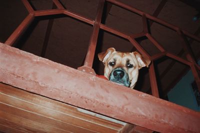 Portrait of dog looking at camera