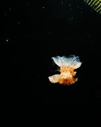 Close-up of jellyfish in sea