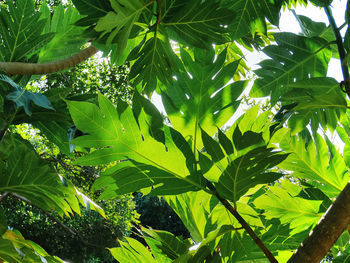 Low angle view of tree