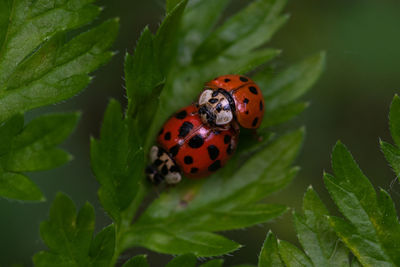 2 ladybug in mating