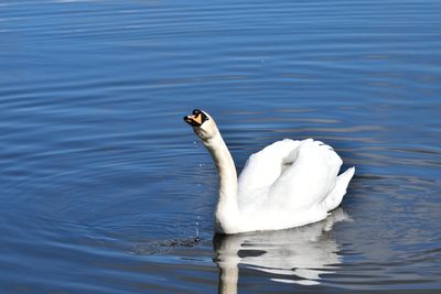 Swan swimming in lake