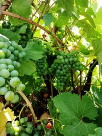 Close-up of grapes growing on tree