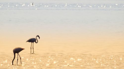 View of birds on beach