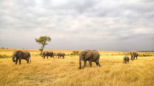 Elephants on grassy landscape