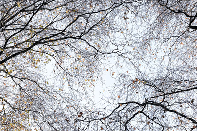 Low angle view of bare tree against clear sky