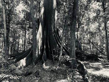 Trees in forest