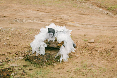 High angle view of white animal on land