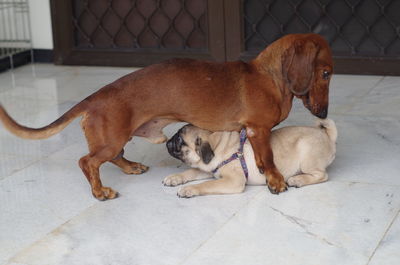 Dogs resting on tiled floor