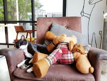 Cat and stuffed toy on armchair at home