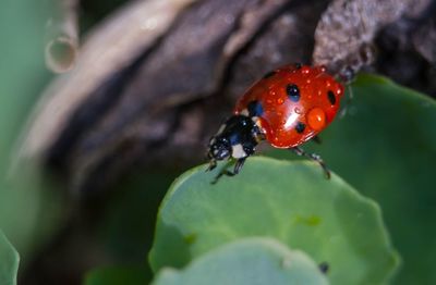 Close-up of ladybug on leaf