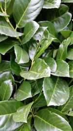 Full frame shot of green leaves