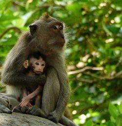 Monkeys sitting on tree