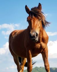 Portrait of horse