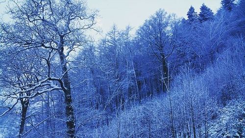 Snow covered trees in forest