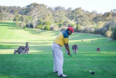 Full length of man by kangaroos playing golf