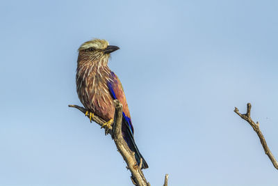 Low angle view of bird perching on branch against clear sky