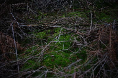 Close-up of tree in forest