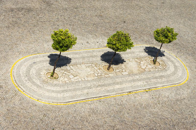 High angle view of three trees