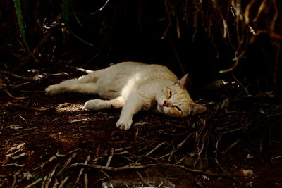 Cat resting on field by tree
