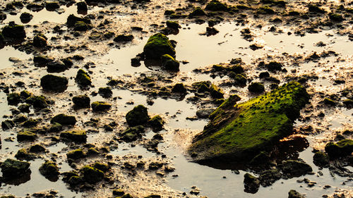 High angle view of moss covered rocks at wet shore