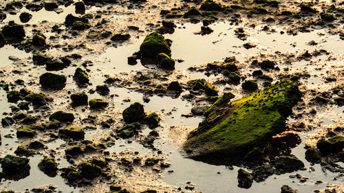 Rocks in sea