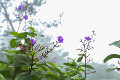 Low angle view of purple flowers blooming on tree