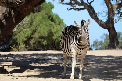 Portrait of zebra standing on field