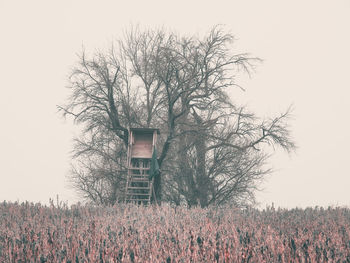 Bare trees on field against clear sky