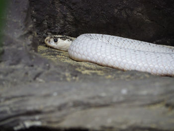 Close-up of snake