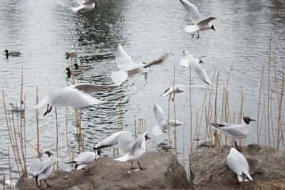 Seagulls on a lake