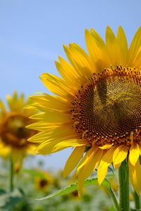 Close-up of bee pollinating on sunflower against sky