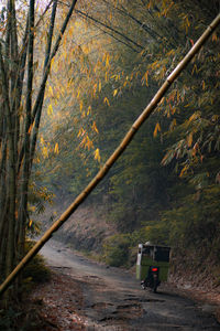 Road amidst trees in forest during autumn