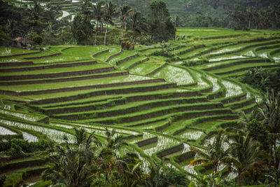 Scenic view of agricultural field