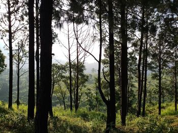 Trees in forest against sky