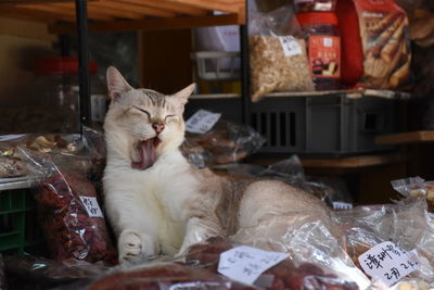 Close-up of cat in kitchen