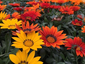 Close-up of orange flowers