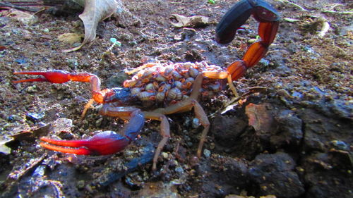 Close-up of crab in water