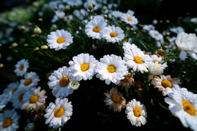 Close-up of white daisy flowers