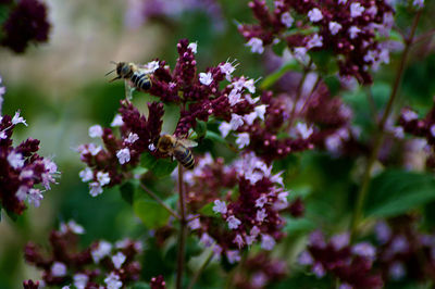 Close-up of insect on purple flowering plant