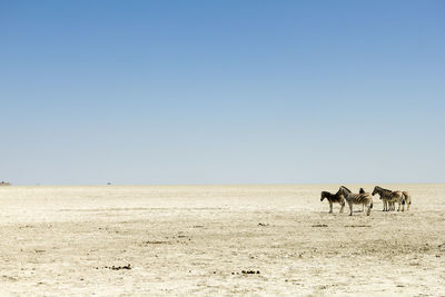 Scenic view of desert against clear sky