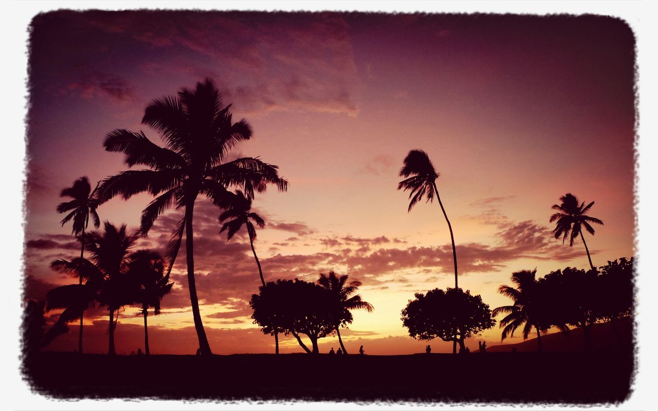 sunset, transfer print, silhouette, palm tree, sky, auto post production filter, tree, tranquility, beauty in nature, scenics, tranquil scene, orange color, nature, low angle view, growth, cloud - sky, cloud, idyllic, tree trunk, outdoors