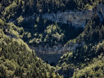 High angle view of pine trees in forest