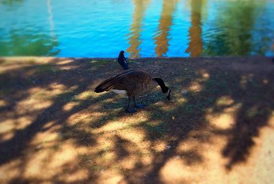 Bird in water