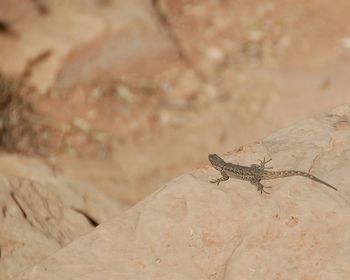 Close up of plant against blurred background