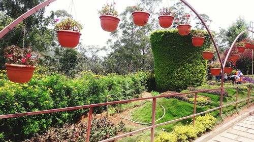 Plants growing on tree