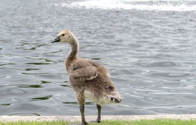 Bird in a lake