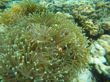 Fish swimming in sea